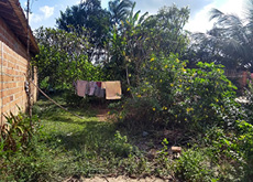 Fotografia mostra um quintal com diferentes plantas, arbustos e ervas medicinais. Ainda é possível observar a lateral de uma parede de tijolos aparentes e um varal com roupas estendidas.