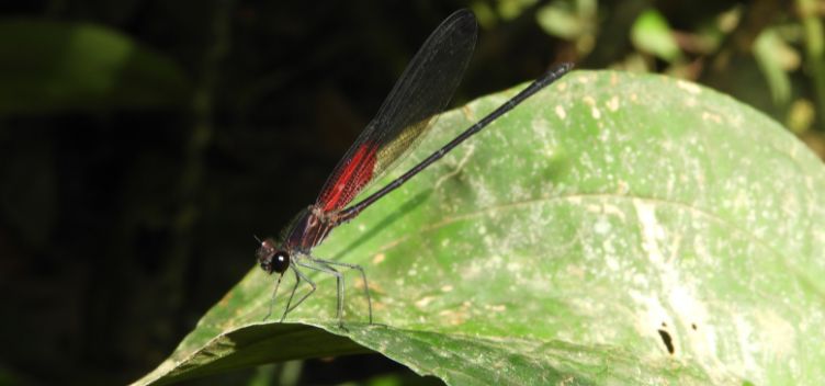 #ParaTodosVerem:Imagem mostra recorte de uma fotografia que destaca um pequeno inseto voador que repousa sobre uma folha verde. O inseto possui asas compridas nas cores preta e vermelha.